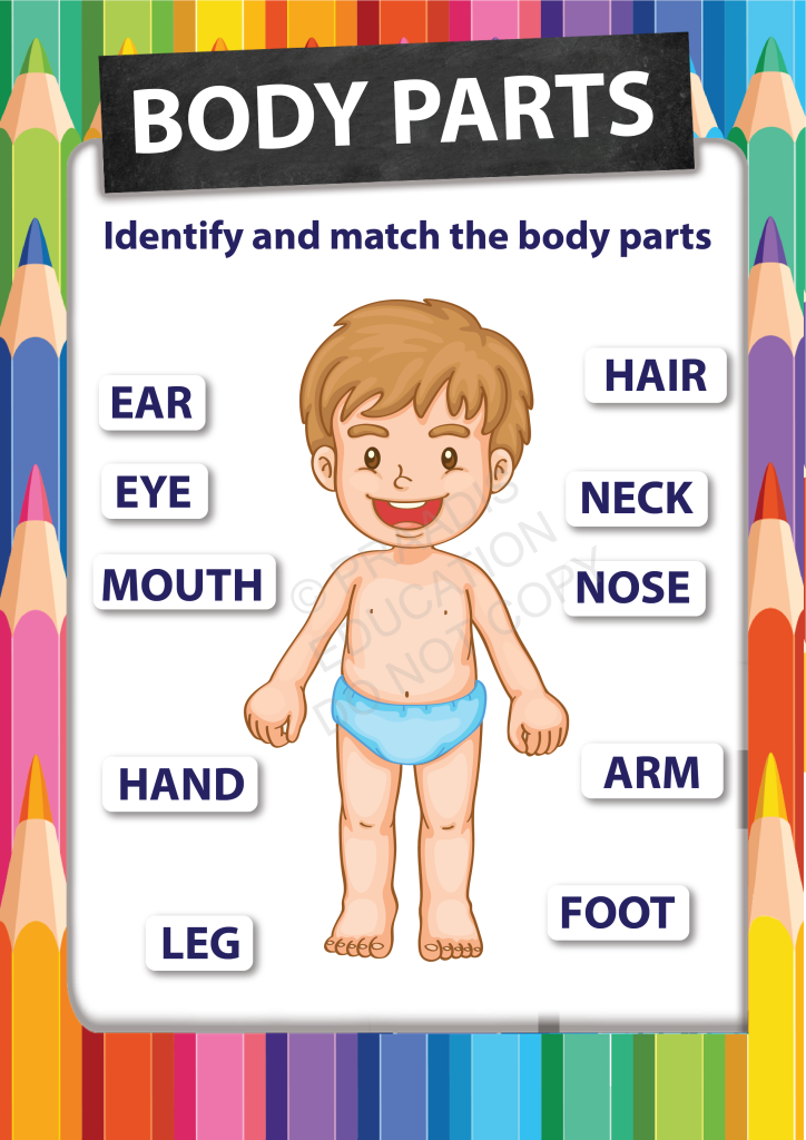 Body Parts